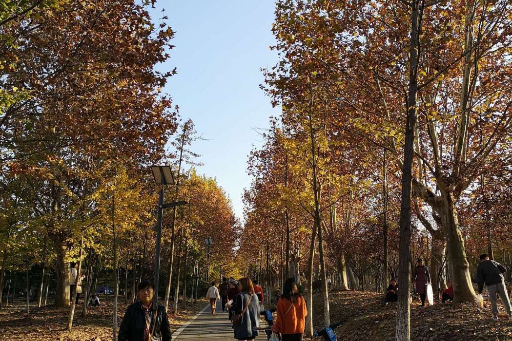 楓林路(梅州市梅江區雙向景觀道路) 楓林路(梅州市梅江區雙向景觀道路)