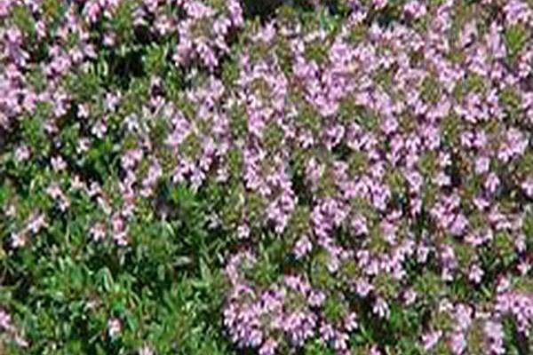Thymus praecox Thymus praecox
