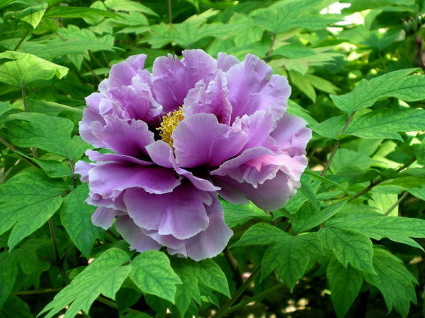 紫牡丹(圖3)