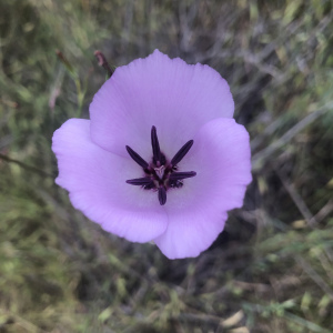 輝花仙燈
