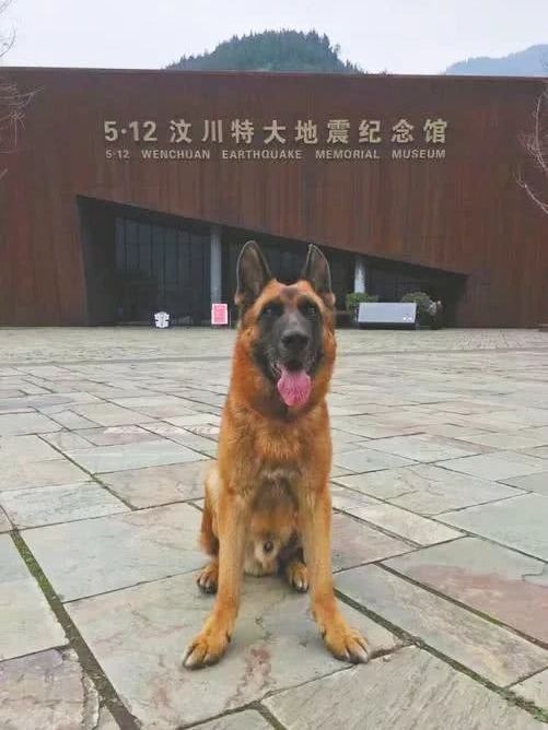 沈虎(軍犬) 沈虎(軍犬)