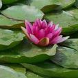 水芙蓉(山龍眼目蓮科植物)