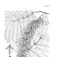 爪哇黃杞 爪哇黃杞