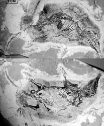 澳大利亞哺乳動物化石
