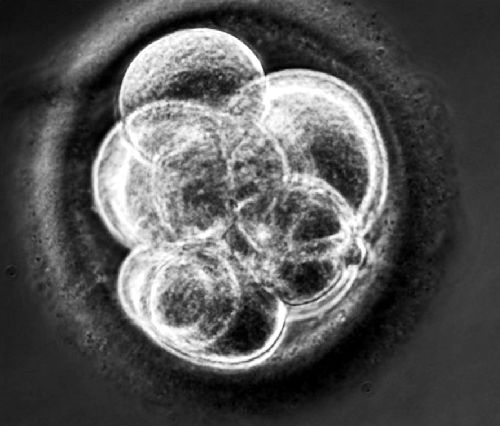 胚胎克隆