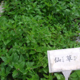 大煙鍋草(中藥材) 大煙鍋草(中藥材)