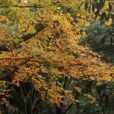 台灣水青岡