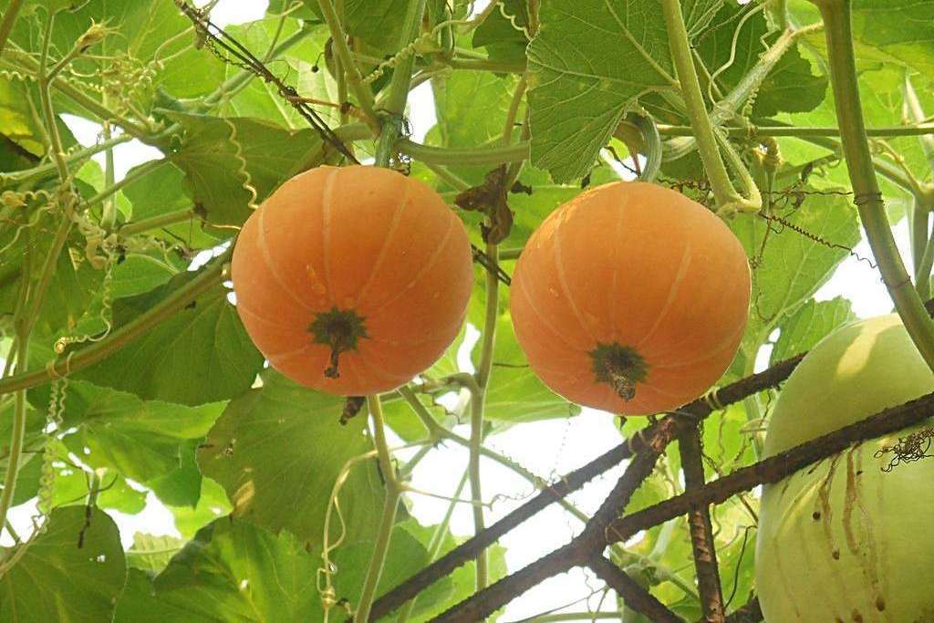翠栗6號 翠栗6號