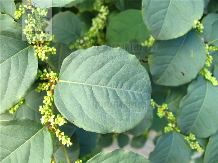 虎杖(蓼科虎杖屬植物)