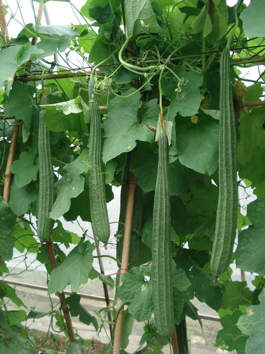 皇冠3號 皇冠3號