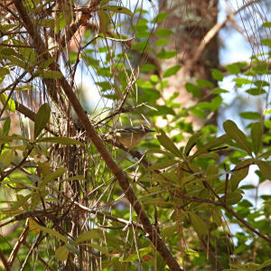Ternstroemia lineata