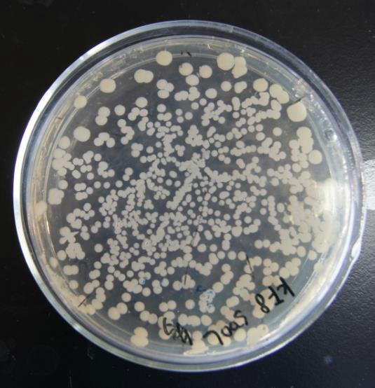 蠟狀芽孢桿菌