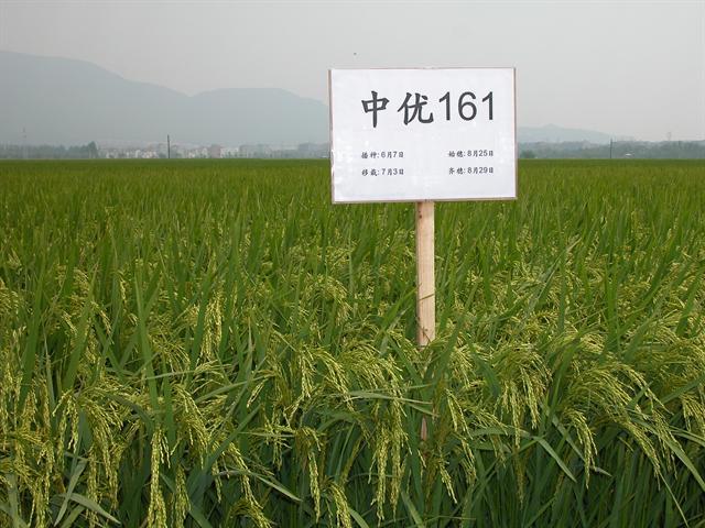 中優早81 中優早81
