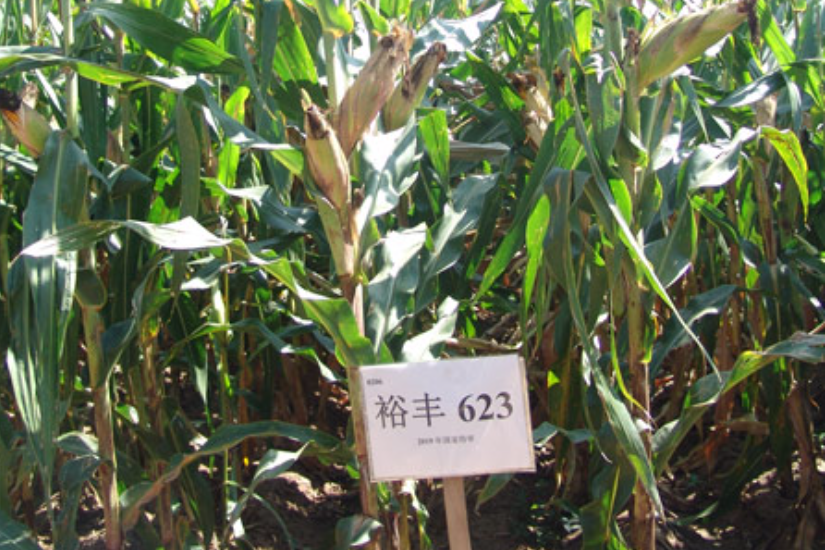 裕豐623