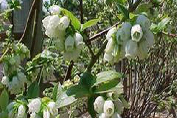 Vaccinium corymbosum \x27Chandler\x27