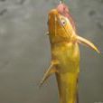 黃蜂魚 黃蜂魚