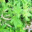 臭黃荊根(臭黃荊根) 臭黃荊根(臭黃荊根)