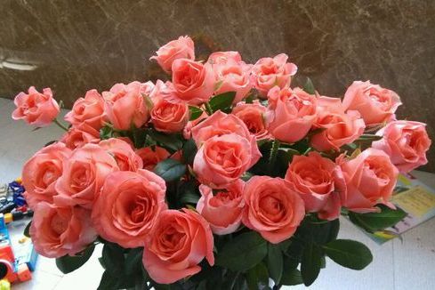 艷粉(薔薇屬月季栽培品種) 艷粉(薔薇屬月季栽培品種)