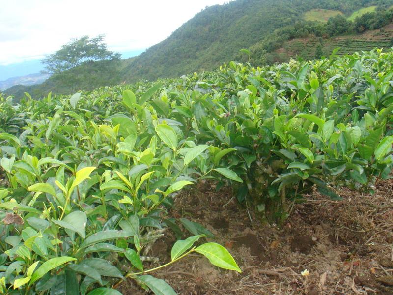 茶葉種植