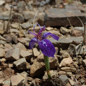 Mastigostyla cardenasii