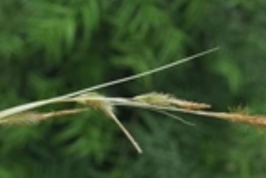 Carex morrowii Carex morrowii