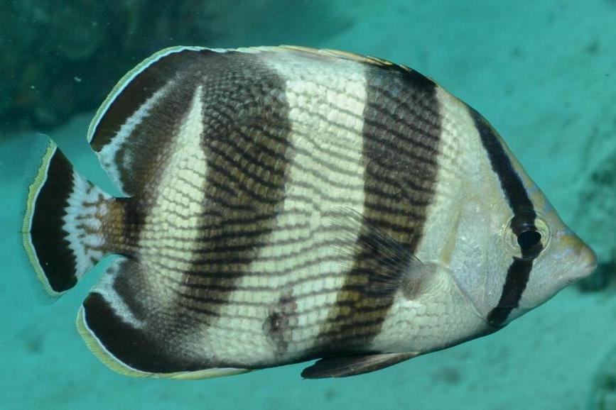 條帶蝴蝶魚(五線蝶) 條帶蝴蝶魚(五線蝶)