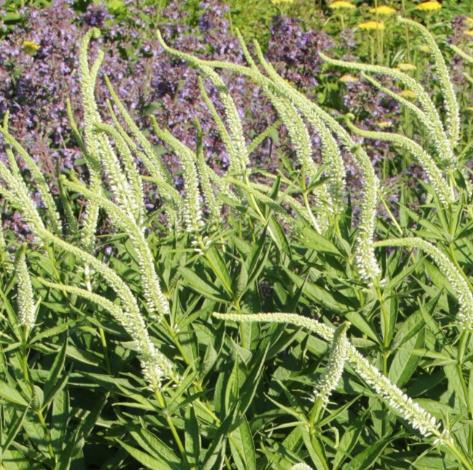Veronicastrum virginicum \x27Spring Dew\x27 Veronicastrum virginicum \x27Spring Dew\x27