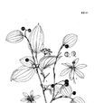 合蕊菝葜 合蕊菝葜