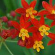 蓮生桂子花 蓮生桂子花
