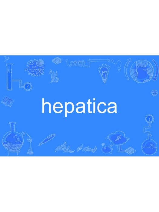 hepatica hepatica