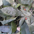 兩指劍(兩指劍) 兩指劍(兩指劍)