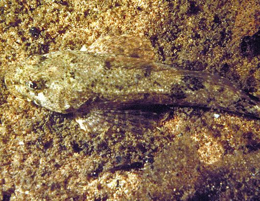 鮈杜父魚