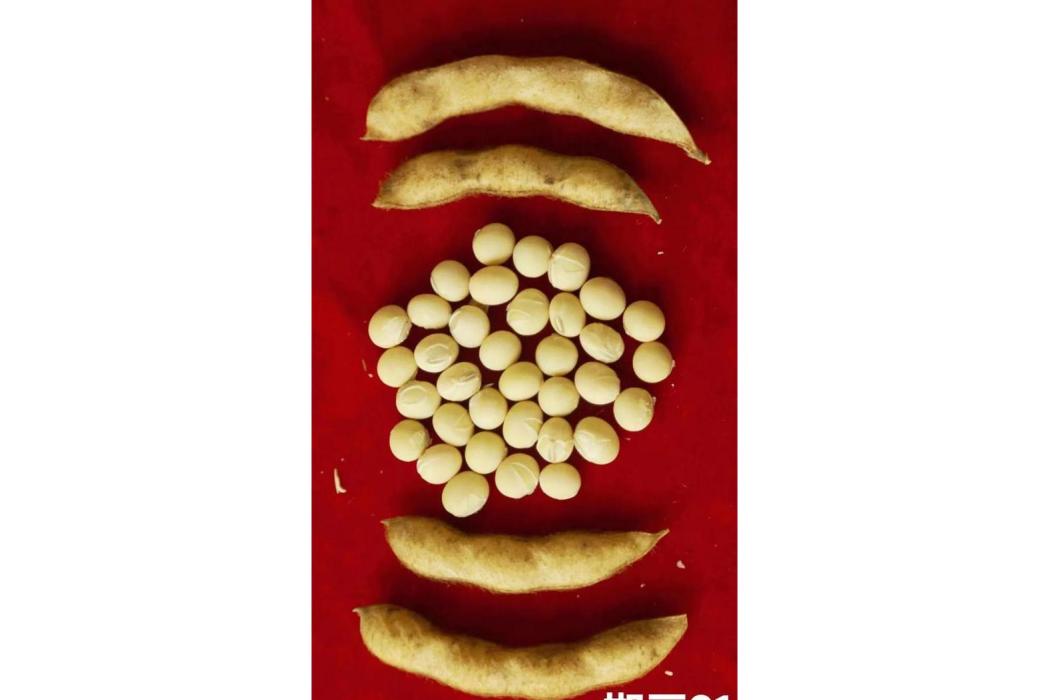 邯豆21 邯豆21