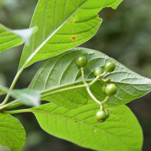 Coussarea chiapensis