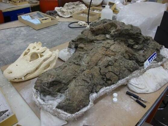 Anthracosuchus balrogus Anthracosuchus balrogus