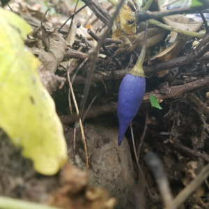 Lycianthes acapulcensis