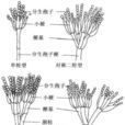 軟毛青黴 軟毛青黴