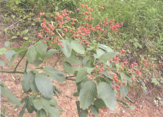 女兒紅根 女兒紅根