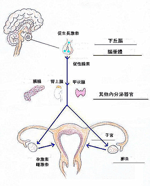 下丘腦-垂體-卵巢軸
