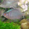 傍皮魚(鱊鮬) 傍皮魚(鱊鮬)