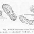 橢圓膠體蟲 橢圓膠體蟲