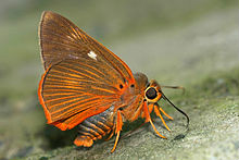 橙翅傘弄蝶（台灣亞種）
