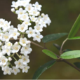羊屎條花 羊屎條花