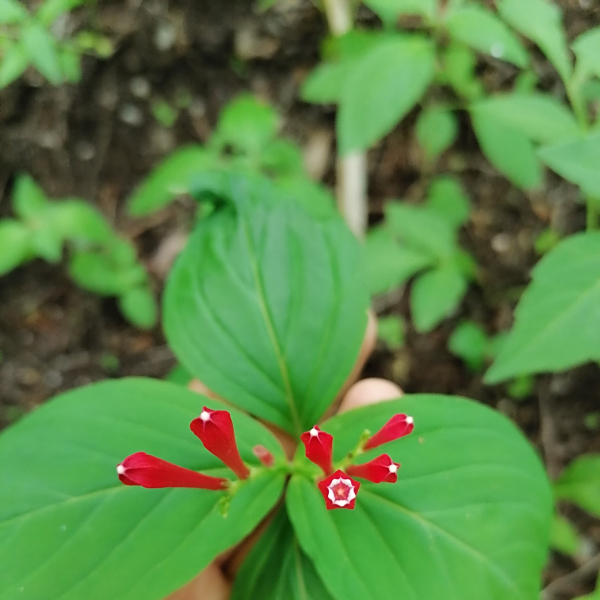 Spigelia mexicana