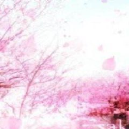 宸落櫻花 宸落櫻花