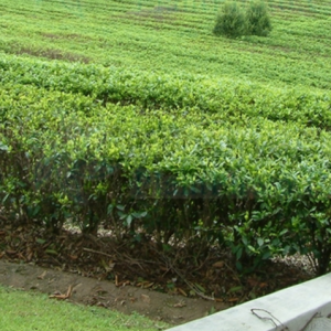 茶(Camellia sinensis)