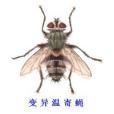 變異溫寄蠅 變異溫寄蠅