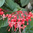 狀元紅(蔬菜品種) 狀元紅(蔬菜品種)