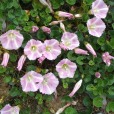 濱旋花(腎葉天劍) 濱旋花(腎葉天劍)