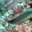 黑腕海豬魚 黑腕海豬魚
